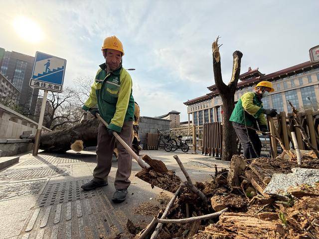 大風襲來，北京市園林綠化系統(tǒng)已處置倒伏樹木402株:園林綠化
