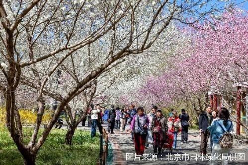 北京市園林綠化局推出“花開北京賞花地圖”:園林綠化
