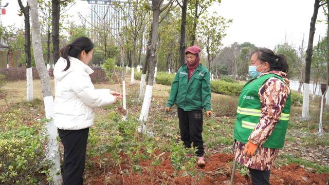 江華城市園林綠化服務中心：補植補種為城市“增綠添彩”:園林綠化
